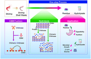 One-step processing of shrimp shell waste with a chitinase fused