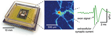 Extracellular recording of direct synaptic signals with a CMOS ...