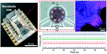 Direct Laser Writing For Cardiac Tissue Engineering A Microfluidic Heart On A Chip With Integrated Transducers Lab On A Chip Rsc Publishing