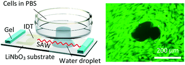 Focused surface acoustic wave locally removes cells from culture ...