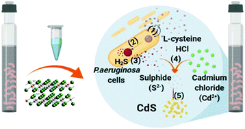 Probing The Bacterial Detoxification Of Cadmium To Form Cadmium Sulfide Quantum Dots And The Underlying Mechanism Materials Advances Rsc Publishing