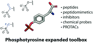 Recent Advances In Synthetic And Medicinal Chemistry Of Phosphotyrosine And Phosphonate Based Phosphotyrosine Analogues Rsc Medicinal Chemistry Rsc Publishing