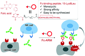 Synthesis And Biological Evaluation Of A Monocyclic Fc Binding Antibody Recruiting Molecule For Cancer Immunotherapy Rsc Medicinal Chemistry Rsc Publishing