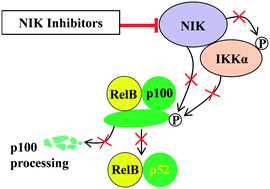 Pharmacological Inhibition Of Nf Kb Inducing Kinase Nik With Small Molecules For The Treatment Of Human Diseases Rsc Medicinal Chemistry Rsc Publishing