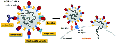 Effects of spike protein and toxin-like peptides found in COVID-19