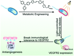 Metabolically Engineered Bacteria As Light Controlled Living Therapeutics For Anti Angiogenesis Tumor Therapy Materials Horizons Rsc Publishing