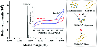 A Copper Complex Formed With Neurokinin B Binding Stoichiometry Redox Properties Self Assembly And Cytotoxicity Metallomics Rsc Publishing