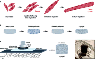 New Volumetric Cnt Doped Gelatin Cellulose Scaffolds For Skeletal Muscle Tissue Engineering Nanoscale Advances Rsc Publishing