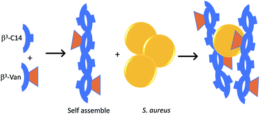 Staphylococcus Aureus Entanglement In Self Assembling B Peptide Nanofibres Decorated With Vancomycin Nanoscale Advances Rsc Publishing