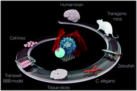 In Vitro And In Vivo Models For Anti Amyloidosis Nanomedicines Nanoscale Horizons Rsc Publishing
