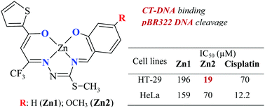 Structural Characterization Of New Zinc Ii Complexes With N2o2 Chelating Thiosemicarbazidato Ligands Investigation Of The Relationship Between Their Dna Interaction And In Vitro Antiproliferative Activity Towards Human Cancer Cells New Journal Of