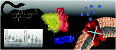 A Novel H2s Releasing Monastrol Hybrid Madtoh Inhibits L Type Calcium Channels New Journal Of Chemistry Rsc Publishing