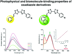 Synthesis Spectroscopic Characterization And Dna Hsa Binding Studies Of Phenyl Naphthyl Ethenyl Substituted 1 3 4 Oxadiazolyl 1 2 4 Oxadiazoles New Journal Of Chemistry Rsc Publishing