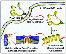 Stimulus Responsive Conformational Transformation Of Peptide With Cell Penetrating Motif For Triggered Cytotoxicity New Journal Of Chemistry Rsc Publishing