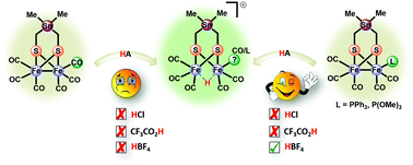 Ligand Effects On Structural Protophilic And Reductive Features Of Stannylated Dinuclear Iron Dithiolato Complexes New Journal Of Chemistry Rsc Publishing