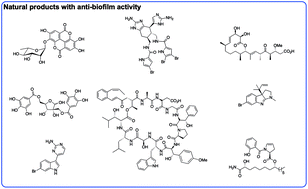 Natural Products As Inspiration For The Development Of Bacterial Antibiofilm Agents Natural Product Reports Rsc Publishing