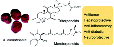 Terpenoids from the medicinal mushroom Antrodia camphorata