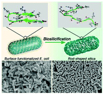 Synthesis Of Monodisperse Rod Shaped Silica Particles Through Biotemplating Of Surface Functionalized Bacteria Nanoscale Rsc Publishing