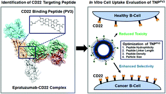 Identification Of A Moderate Affinity Cd22 Binding Peptide And In Vitro Optimization Of Peptide Targeted Nanoparticles For Selective Uptake By Cd22 B Cell Malignancies Nanoscale Rsc Publishing