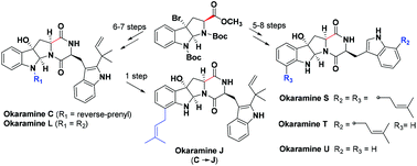 Divergent Syntheses Of Okaramines C J L And S U Organic Biomolecular Chemistry Rsc Publishing