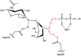 How Inverting B 1 4 Galactosyltransferase 1 Can Quench A High Charge Of The By Product Udp3 In Catalysis A Qm Mm Study Of Enzymatic Reaction With Native And Udp 5 Thio Galactose Substrates Organic Biomolecular Chemistry