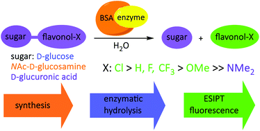 Influence Of A 4 Substituent On The Efficiency Of Flavonol Based Fluorescent Indicators Of B Glycosidase Activity Organic Biomolecular Chemistry Rsc Publishing