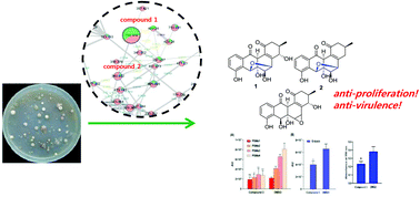 Unusual bridged angucyclinones and potent anticancer compounds from ...