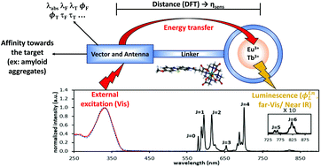 Photophysical Studies On Lanthanide Iii Chelates Conjugated To Pittsburgh Compound B As Luminescent Probes Targeted To Ab Amyloid Aggregates Photochemical Photobiological Sciences Rsc Publishing