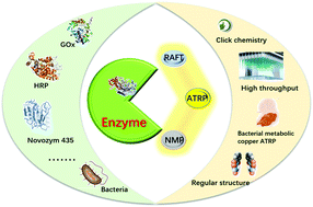 Enzyme-mediated reversible deactivation radical polymerization for