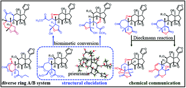 Diverse Prieurianin Type Limonoids With Oxygen Bridged Caged Skeletons From Two Aphanamixis Species Discovery And Biomimetic Conversion Organic Chemistry Frontiers Rsc Publishing