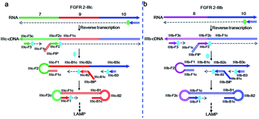 Real Time Detection Of Mrna Splicing Variants With Specifically Designed Reverse Transcription Loop Mediated Isothermal Amplification Rsc Advances Rsc Publishing