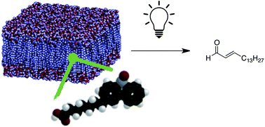 In Vitro Oxidations Of Low Density Lipoprotein And Raw 264 7 Cells With Lipophilic O 3p Precursors Rsc Advances Rsc Publishing