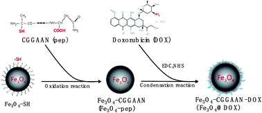The Construction Of The Novel Magnetic Prodrug Fe3o4 Dox And Its Antagonistic Effects On Hepatocarcinoma With Low Toxicity Rsc Advances Rsc Publishing
