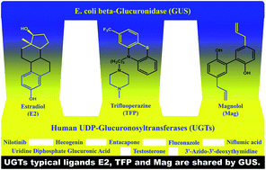 Inhibitory Effects Of Udp Glucuronosyltransferase Ugt Typical Ligands Against E Coli Beta Glucuronidase Gus Rsc Advances Rsc Publishing