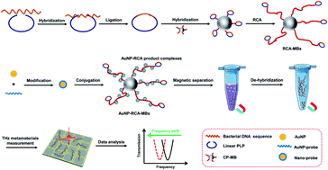 Highly Sensitive Detection Of Staphylococcus Aureus By A Thz Metamaterial Biosensor Based On Gold Nanoparticles And Rolling Circle Amplification Rsc Advances Rsc Publishing