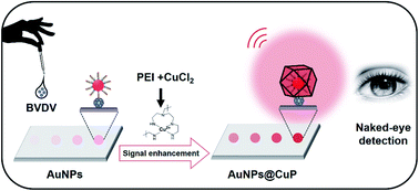 Fabrication Of A Paper Strip For Facile And Rapid Detection Of Bovine Viral Diarrhea Virus Via Signal Enhancement By Copper Polyhedral Nanoshells Rsc Advances Rsc Publishing