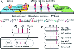 A Facile Assay For Rapid Detection Of Covid 19 Antibodies Rsc Advances Rsc Publishing