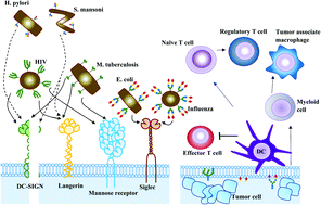 Decoding Glycans Deciphering The Sugary Secrets To Be Coherent On The Implication Rsc Advances Rsc Publishing