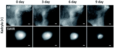 Shortwave-infrared (SWIR) fluorescence molecular imaging using indocyanine  green–antibody conjugates for the optical diagnostics of cancerous tumours  - RSC Advances (RSC Publishing)