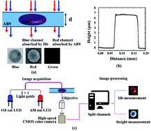 Quantitative absorption imaging of red blood cells to determine ...