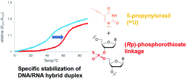 Synthesis And Properties Of Dna Oligomers Containing Stereopure Phosphorothioate Linkages And C 5 Modified Deoxyuridine Derivatives Rsc Advances Rsc Publishing