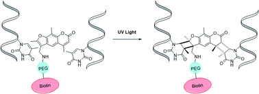 An Improved 4 Aminomethyltrioxsalen Based Nucleic Acid Crosslinker For Biotinylation Of Double Stranded Dna Or Rna Rsc Advances Rsc Publishing