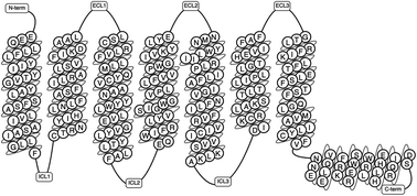 G-Protein coupled receptors: structure and function in drug