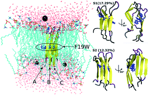 The F19w Mutation Reduces The Binding Affinity Of The Transmembrane Ab11 40 Trimer To The Membrane Bilayer Rsc Advances Rsc Publishing