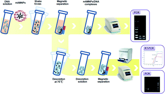 A one step method for isolation of genomic DNA using multi-amino ...