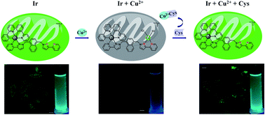 A Rapid On Off On Mitochondria Targeted Phosphorescent Probe For Selective And Consecutive Detection Of Cu2 And Cysteine In Live Cells And Zebrafish Rsc Advances Rsc Publishing