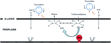 Biological Effects Of Tourmaline Treatment On Dehalococcoides Spp During The Reductive Dechlorination Of Trichloroethylene Rsc Advances Rsc Publishing