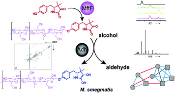 Structure Elucidation Of The Redox Cofactor Mycofactocin Reveals Oligo Glycosylation By Mftf Chemical Science Rsc Publishing