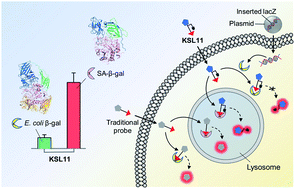 First Generation Species Selective Chemical Probes For Fluorescence Imaging Of Human Senescence Associated B Galactosidase Chemical Science Rsc Publishing