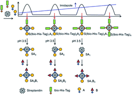 Multifunctional streptavidin–biotin conjugates with precise ...